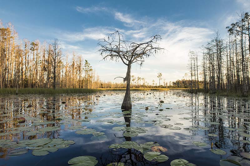 okefenokee national wildlife refuge        
        <figure class=