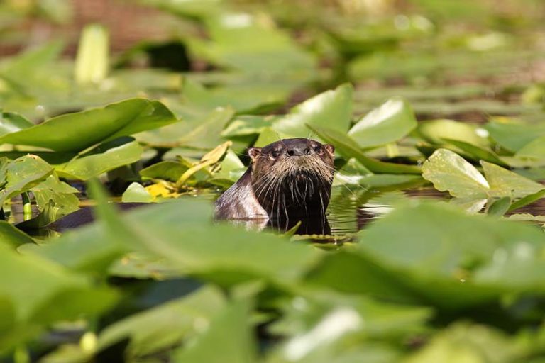 Okefenokee National Wildlife Refuge – southerngeorgiamagazine.com