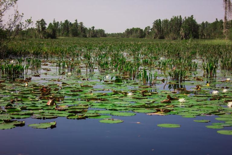 Okefenokee Swamp Park – southerngeorgiamagazine.com