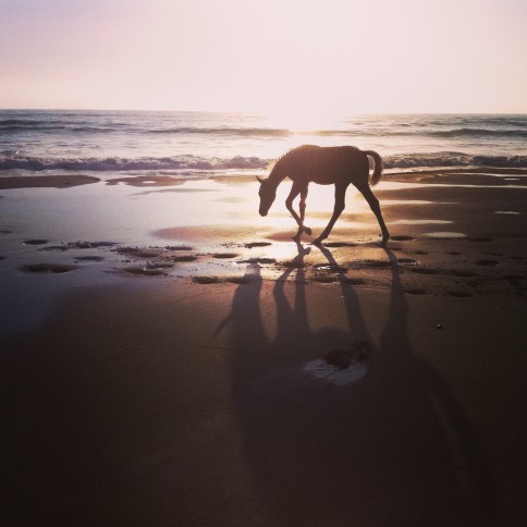 are dogs allowed on cumberland island